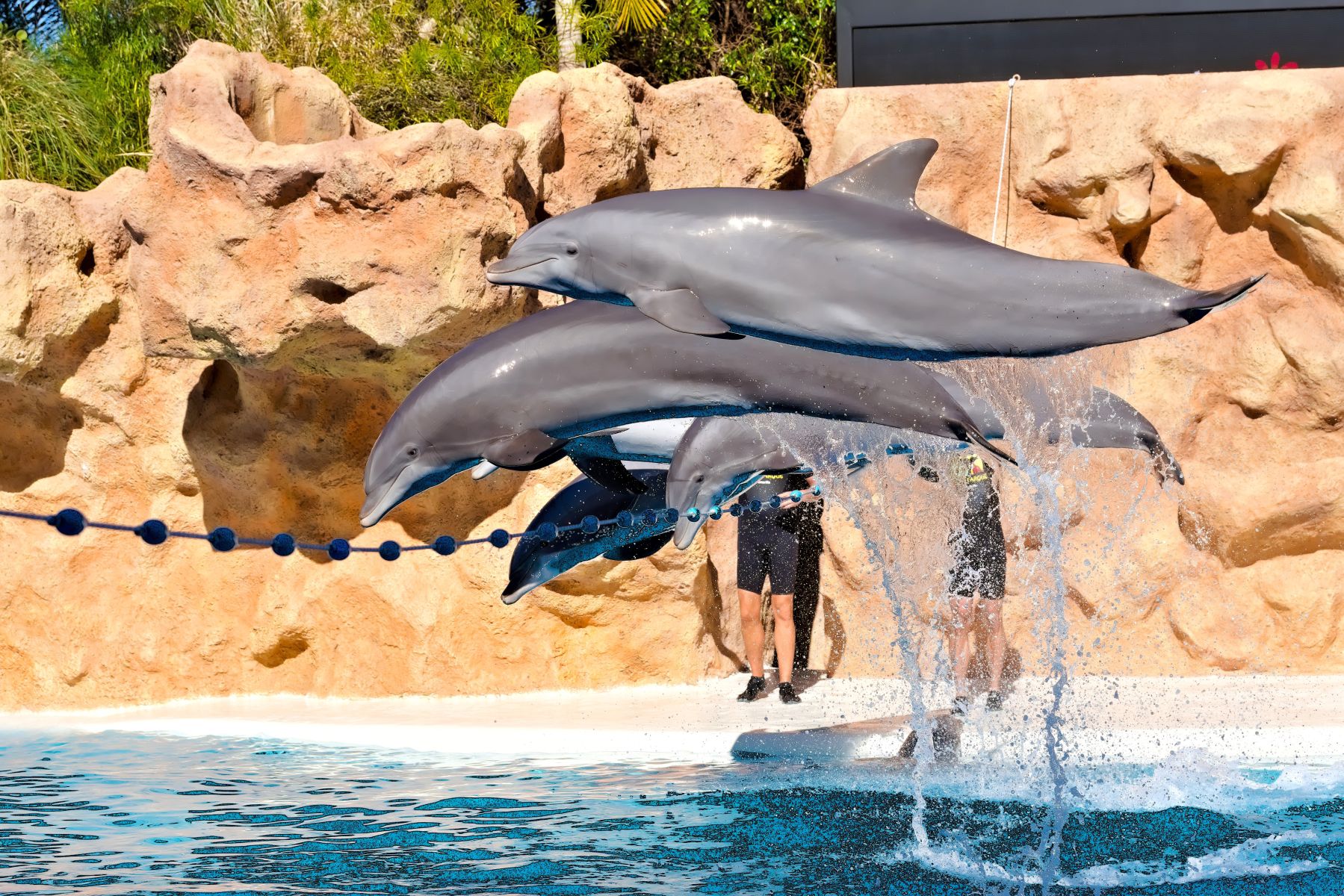 dolphins jumping at marine park